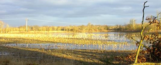 Field alongside A321 between Hogmoor Lane and Whistley Green