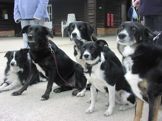 Diana Brimblecombe Animal Rescue Centre